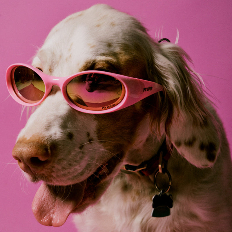 / Z87+ HDPV Polarized Pink | photo_of_dog.JPG | The Juicy Slammer, polarized sunglasses from Pit Viper