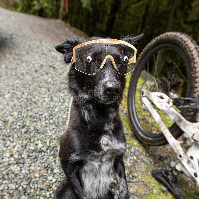 / HDPV Polarized Brown | photo_of_dog.JPG | The Brown Town Try-Hard, polarized sunglasses from Pit Viper