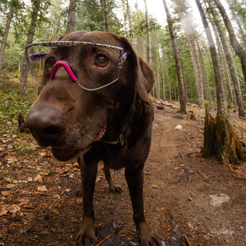 / Smoke | photo_of_dog.JPG | Man mountain biking in The Son Of Beach Try-Hard from Pit Viper Sunglasses